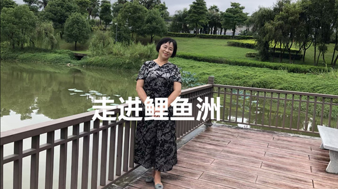 老同学重聚鲤鱼洲,橄榄树王见证友谊,开启新旅行