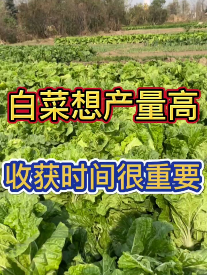 白菜想产量高,收获时间很重要!