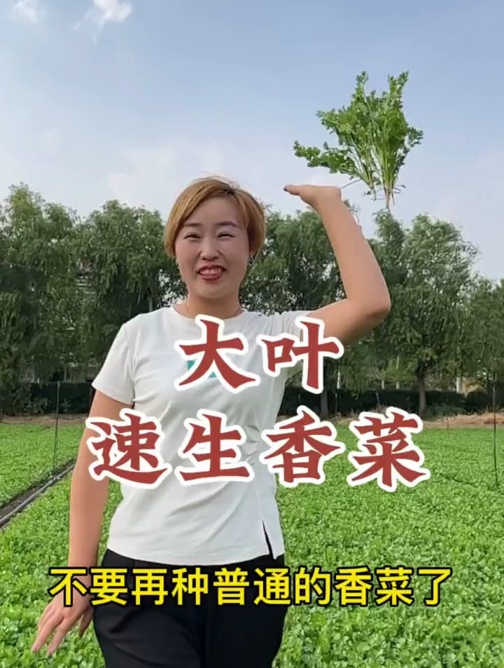 不要再种普通的香菜了,试试这个耐热的大叶香菜吧