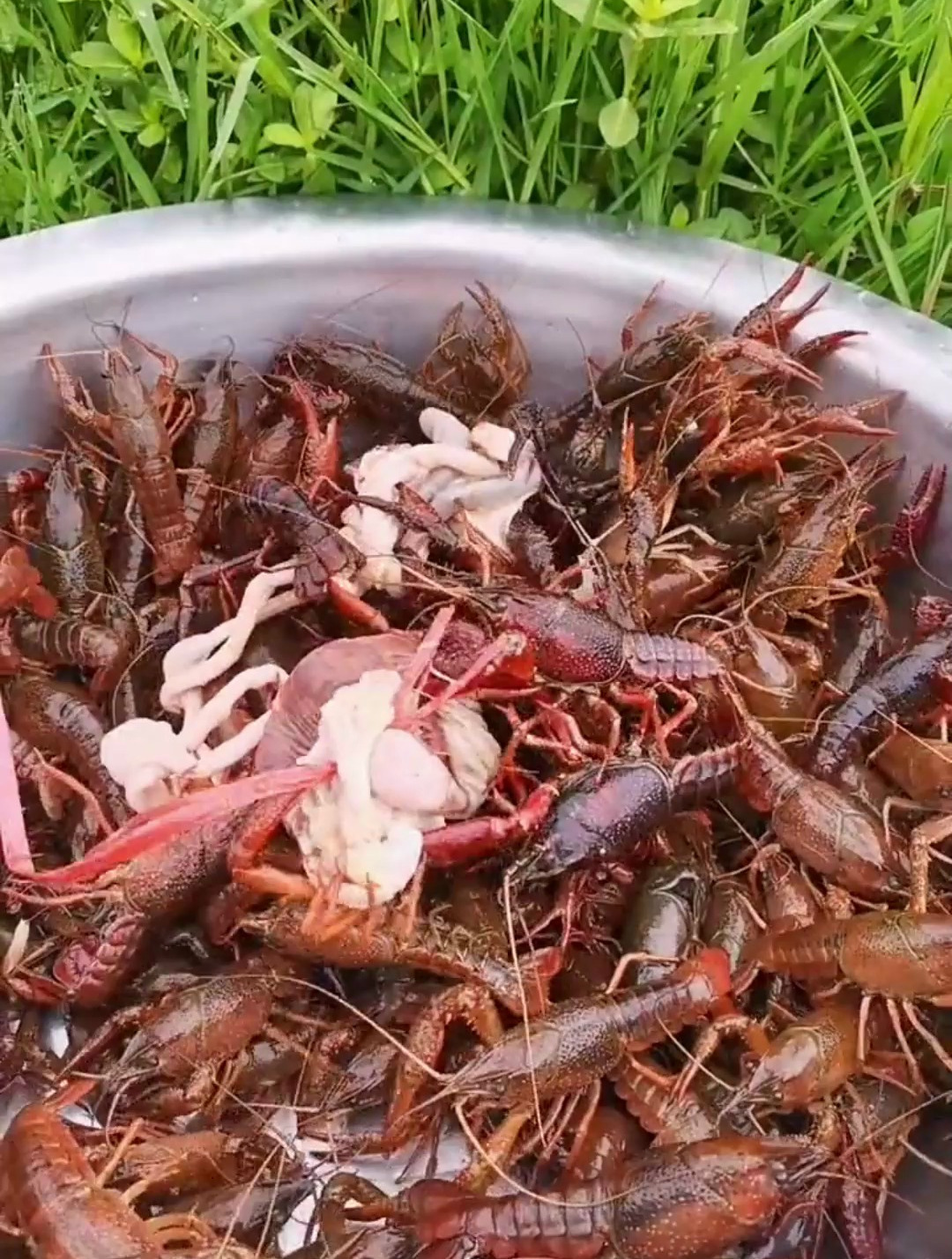 用天蓬元帅的十二指肠今天又钓了好多龙虾