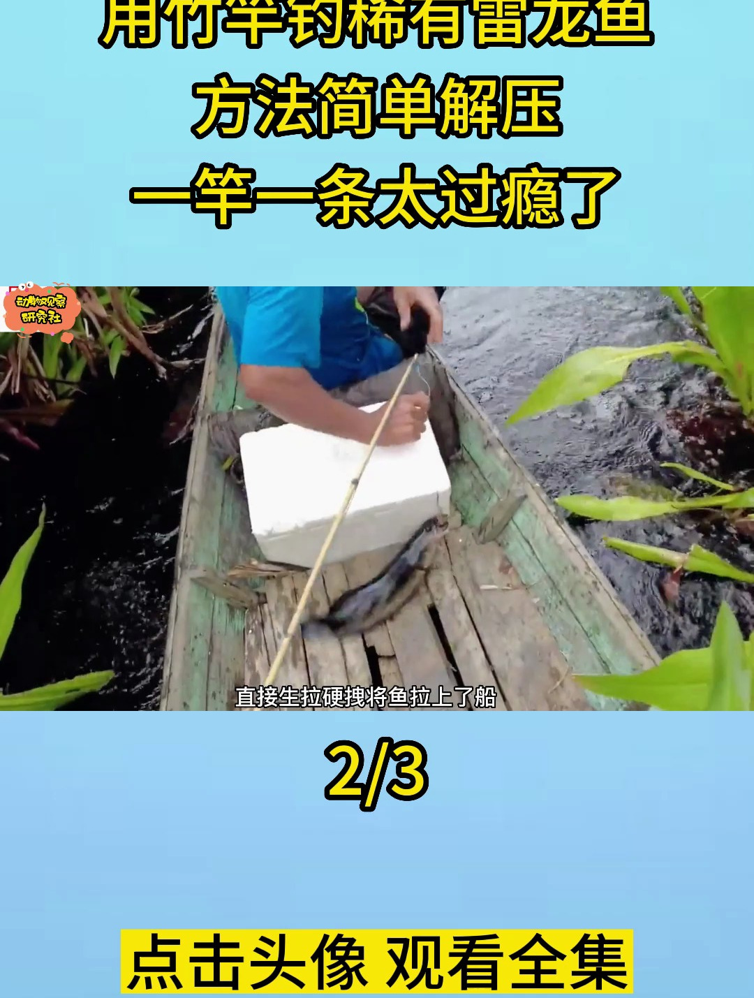 用竹竿钓稀有雷龙鱼,方法简单解压,一竿一条太过瘾了2