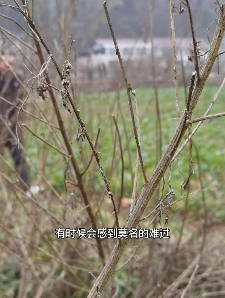 田野里随处可见的野菜,也是一道美食