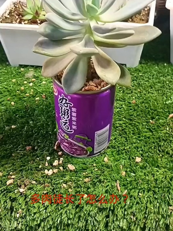 多肉徒长了怎么办?这样处理轻松解决