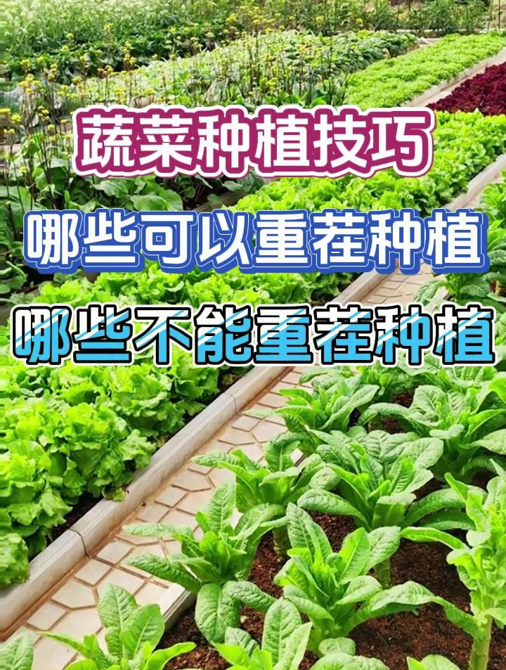 蔬菜种植技巧可以种菜种植的蔬菜有哪些