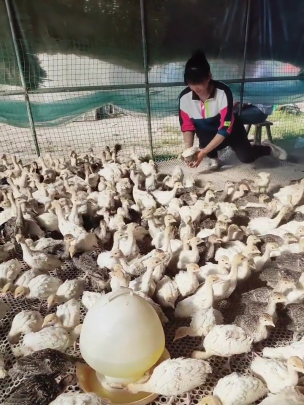 尼古拉火鸡青铜火鸡火鸡苗700系火鸡苗