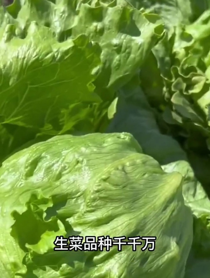 这个菜,是汉堡包的灵魂,喜欢冷凉的气候,现在播种正是时