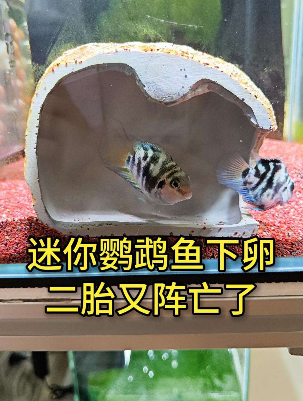 迷你鹦鹉鱼生的二胎卵,又全挂了,怪我让他们挨饿了