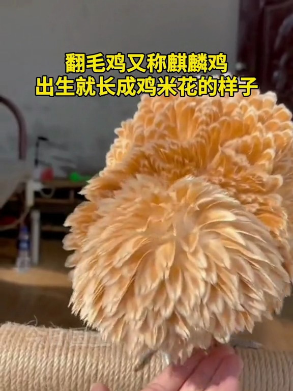 翻毛鸡又称麒麟鸡,出生就长成鸡米花的样子