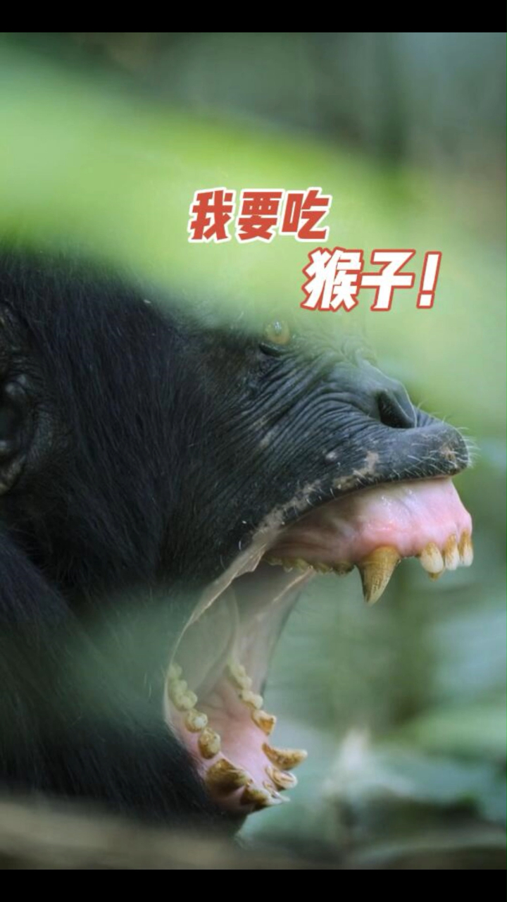 没有想到,黑猩猩非常喜欢吃肉,而且是猴子肉