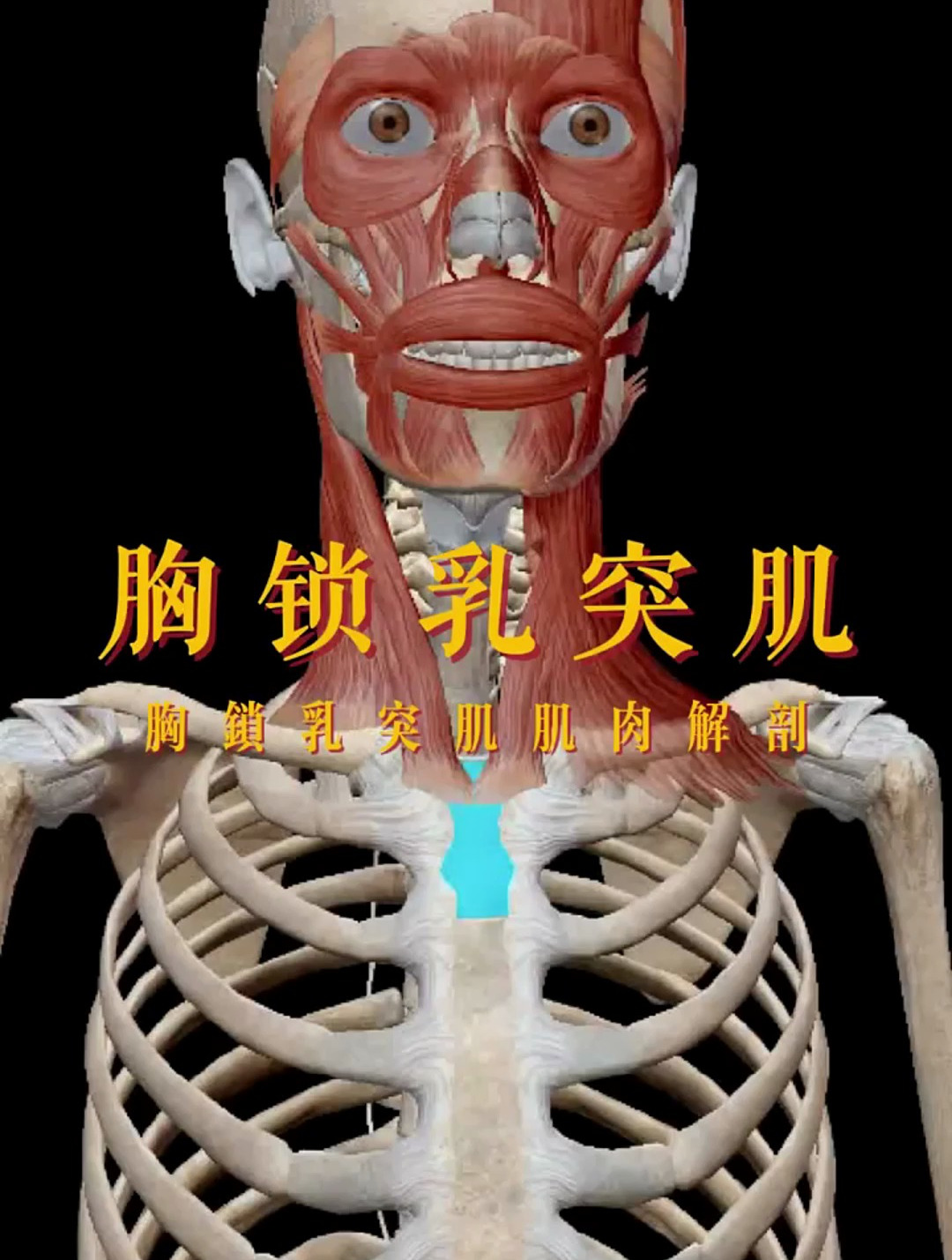胸锁乳突肌拉伸肌肉解剖