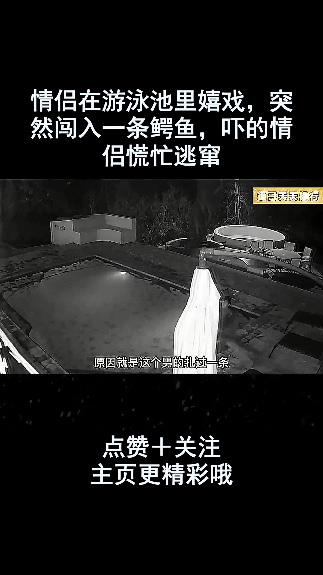 情侣在游泳池里嬉戏,突然闯入一条鳄鱼,吓的情侣慌忙逃窜