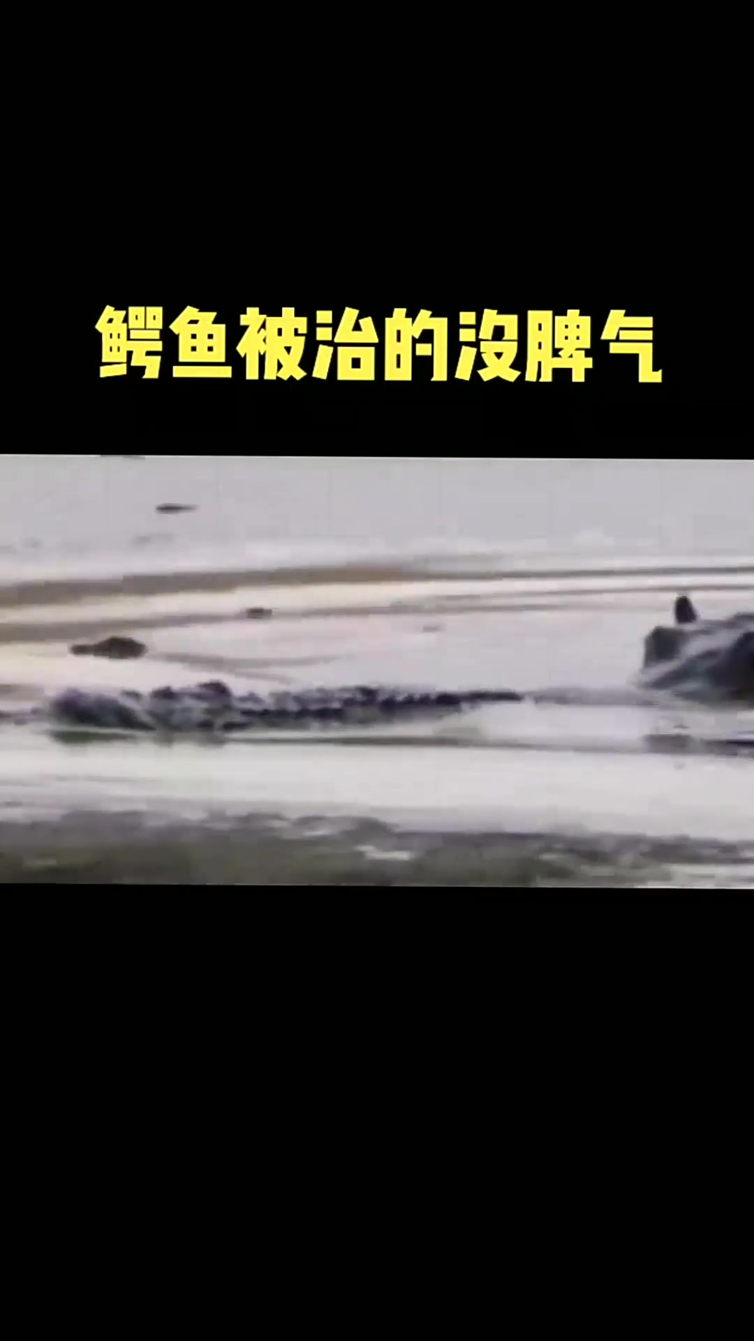 鳄鱼是水中霸主,唯独就怕河马啊