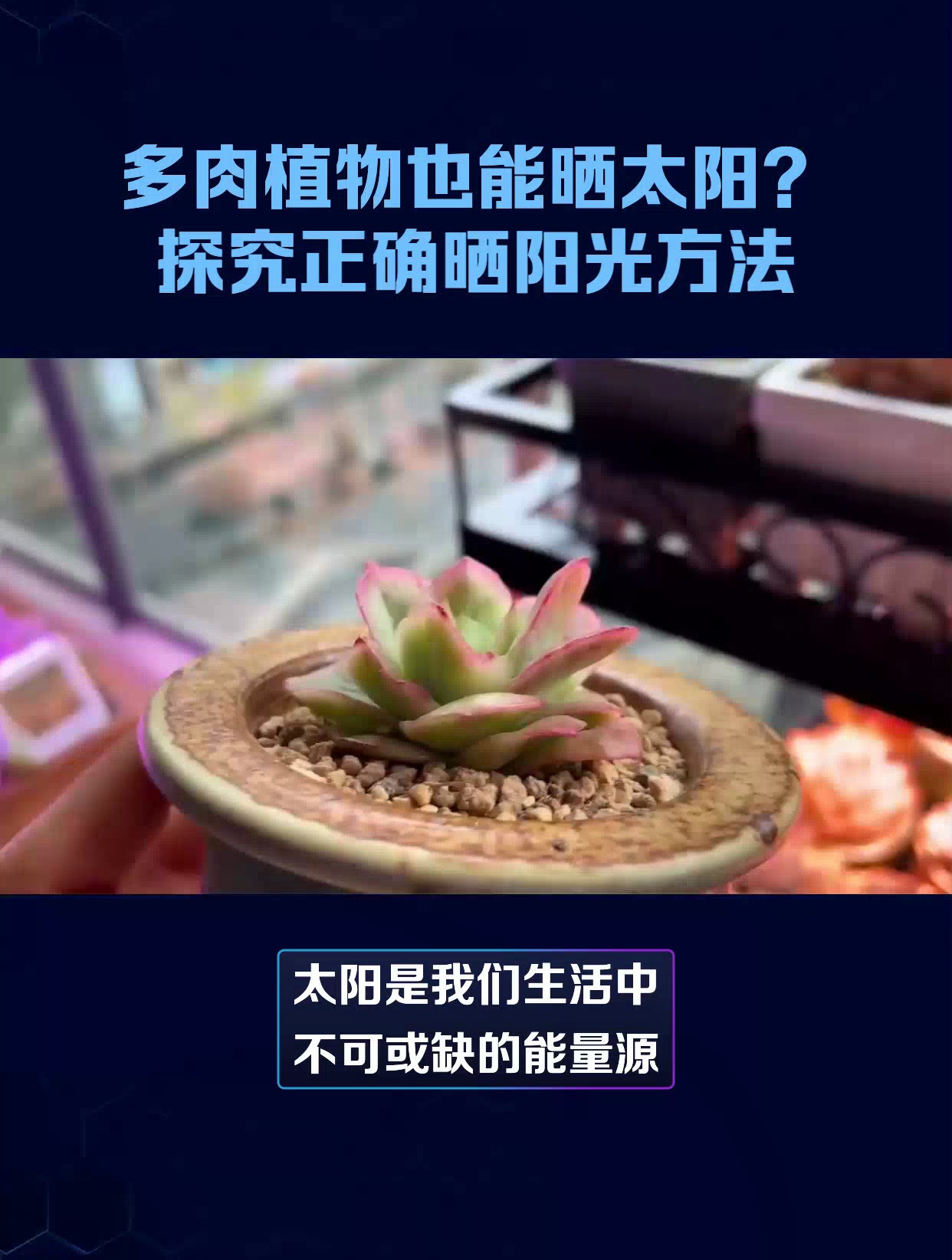 多肉植物可以晒太阳吗?