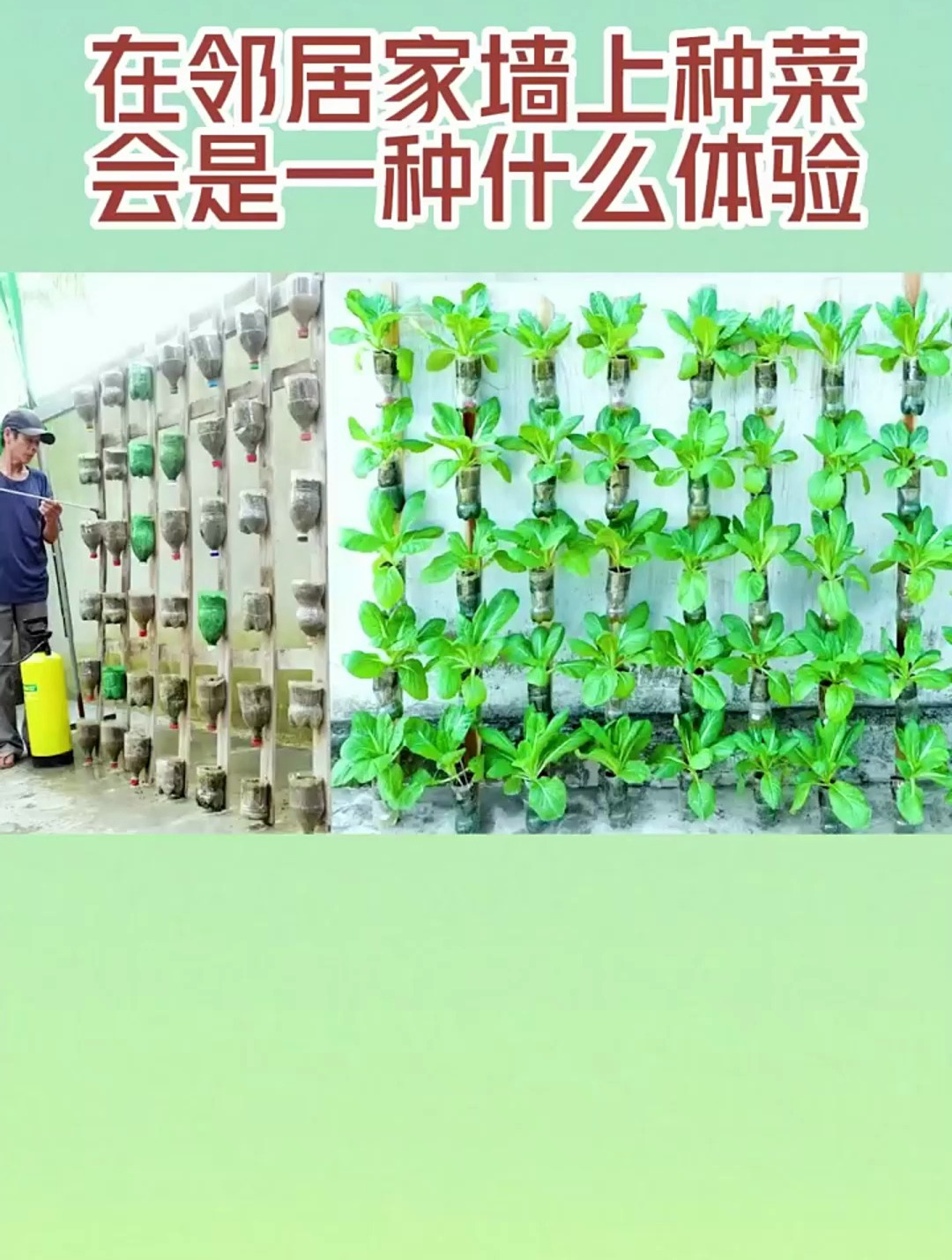 在邻居家墙上种菜会是一种什么体验?
