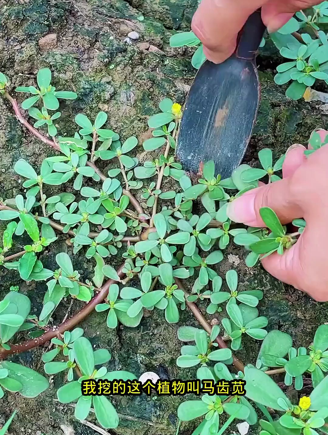 田间地里头常见的马齿苋