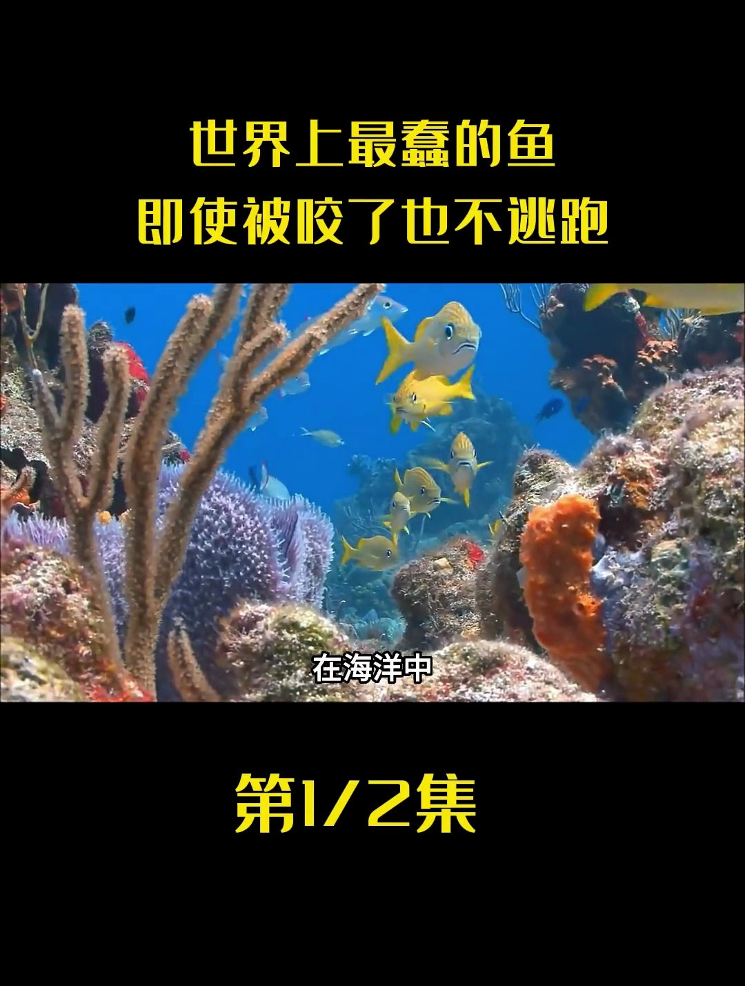 世界上最蠢的鱼 即使被咬了也不逃跑 为什么至今还没有灭绝呢