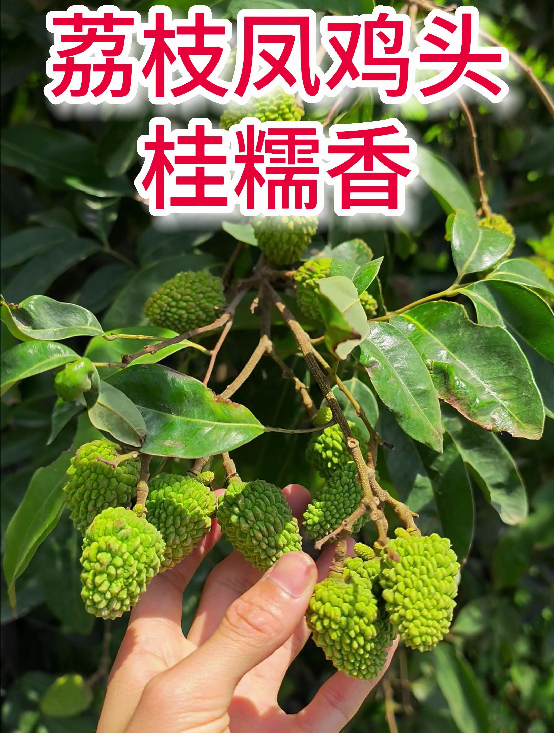 荔枝凤鸡头(桂糯香)膨大期了,嫁接成活率高,长势快