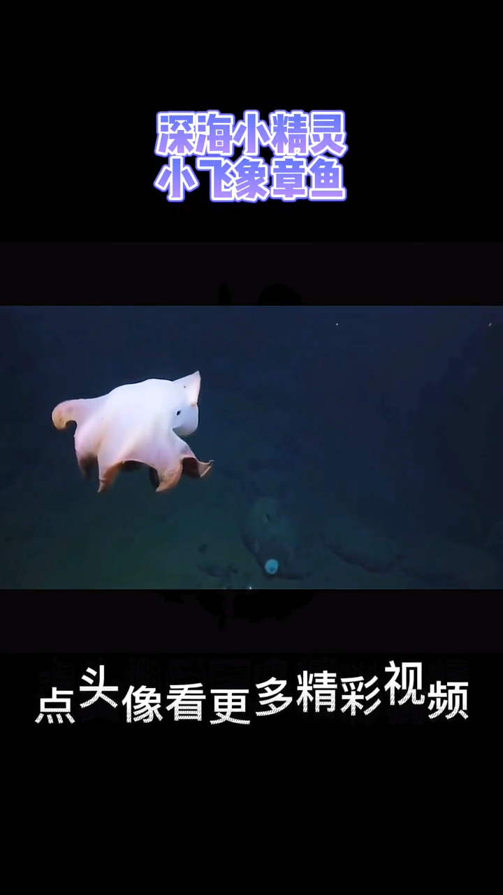 小飞象章鱼在人类面前大秀美美哒连衣裙