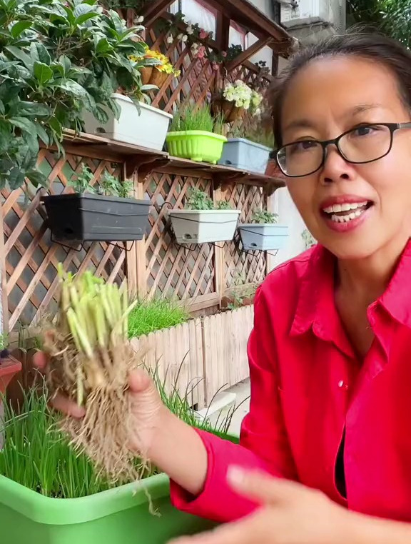 有小院的地栽,没小院的盆栽,自己种植韭菜吃着菜踏实放心