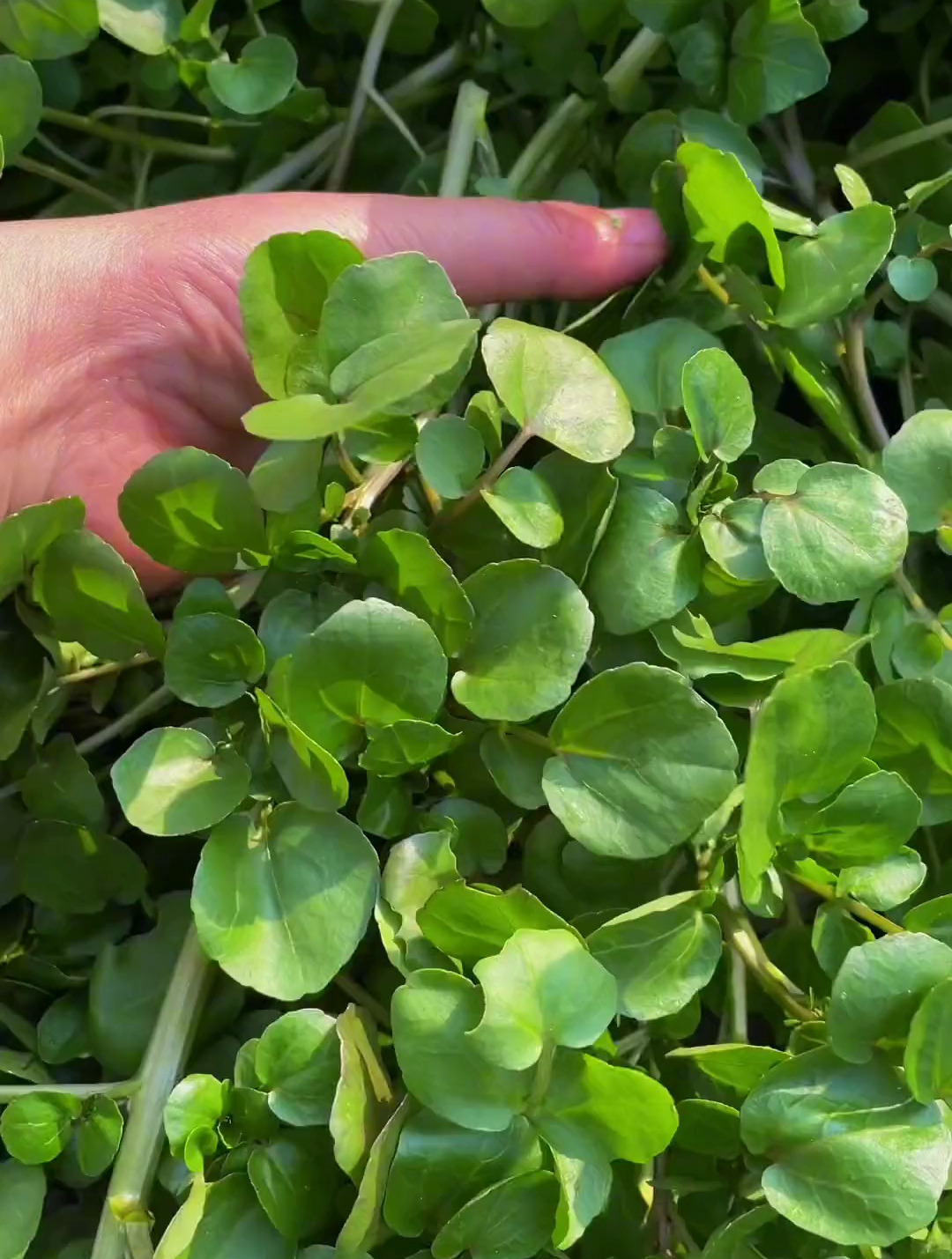 运气爆棚,找到这么多的水芥菜,关键是还这么嫩