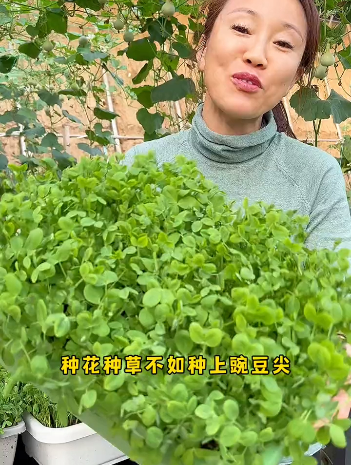 烧汤涮火锅炒菜都好吃豌豆尖,你也赶紧种起来吧 豌豆尖