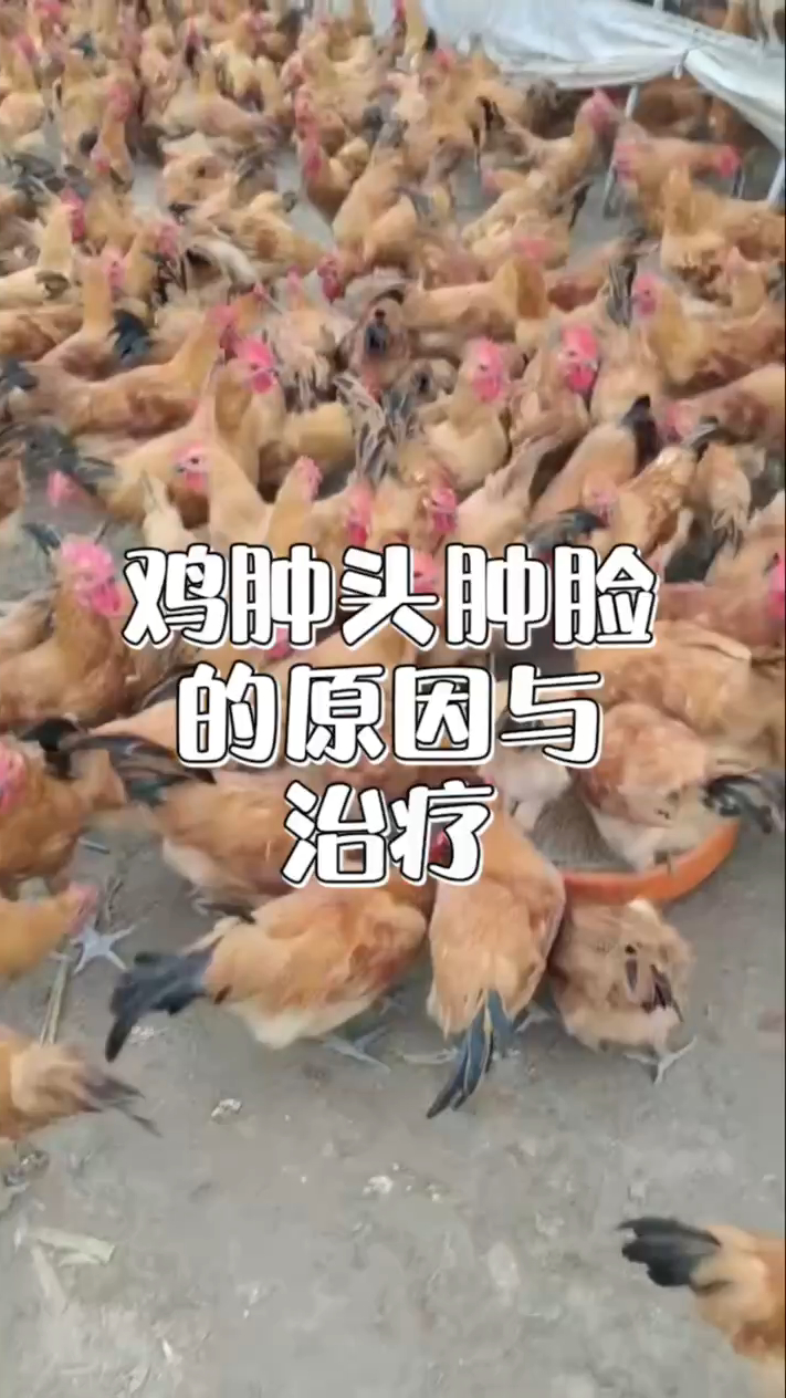 鸡肿头肿脸的原因 鸡肿头肿眼是怎么回事 小鸡肿头肿脸用什么效果好 鸡头发肿怎么办