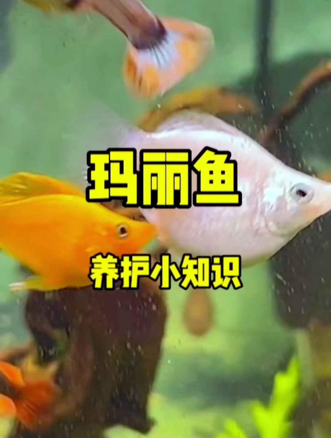 如何养护玛丽鱼?玛丽鱼养护小知识来啦!