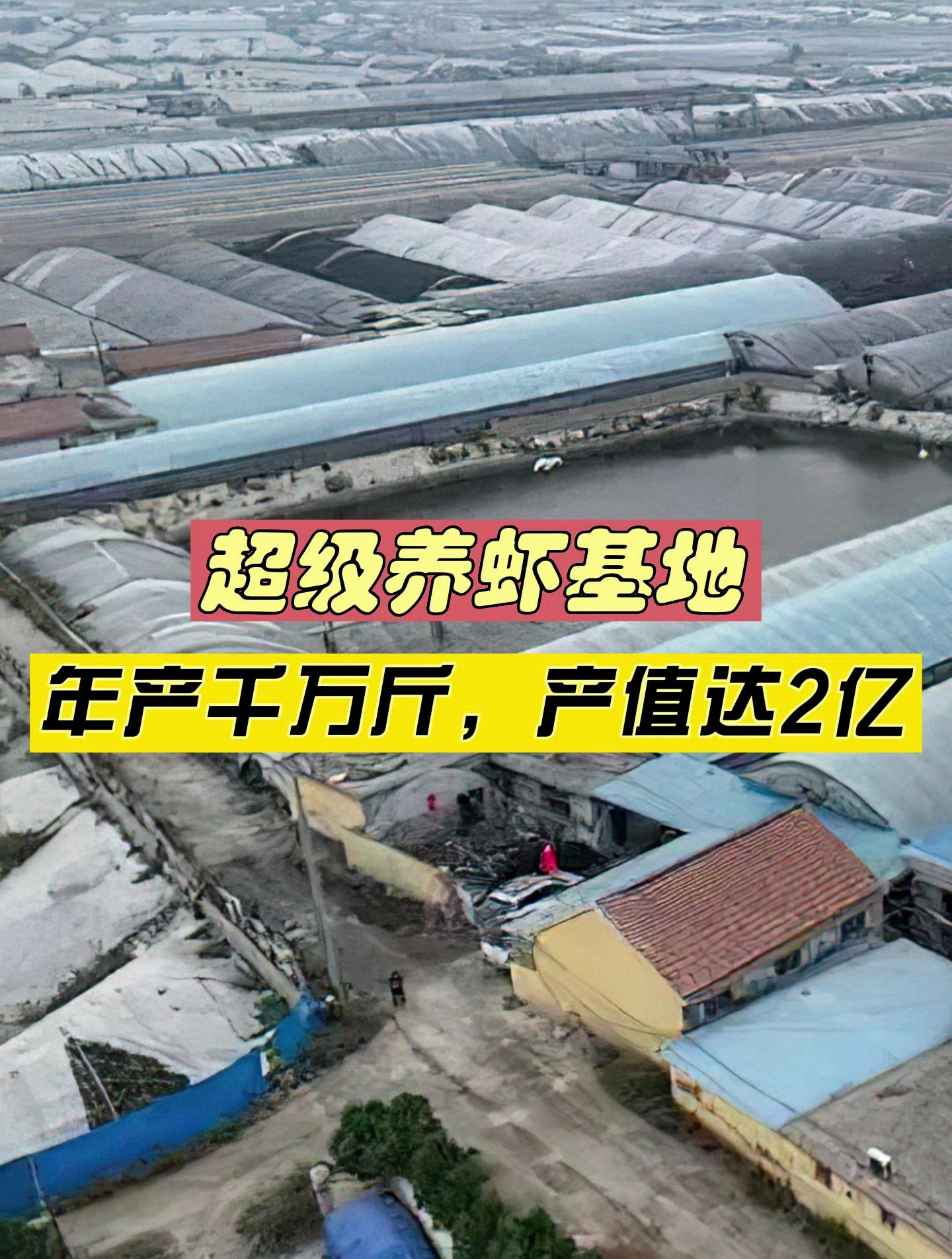 厉害了!这个超级养虾基地,年产虾千万斤,产值达2亿!