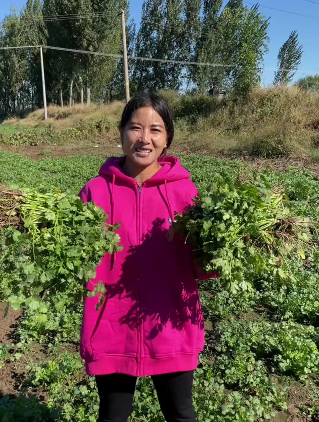 今天跟婆婆拔香菜腌咸菜,我老喜欢吃这个了,多腌点够吃很久