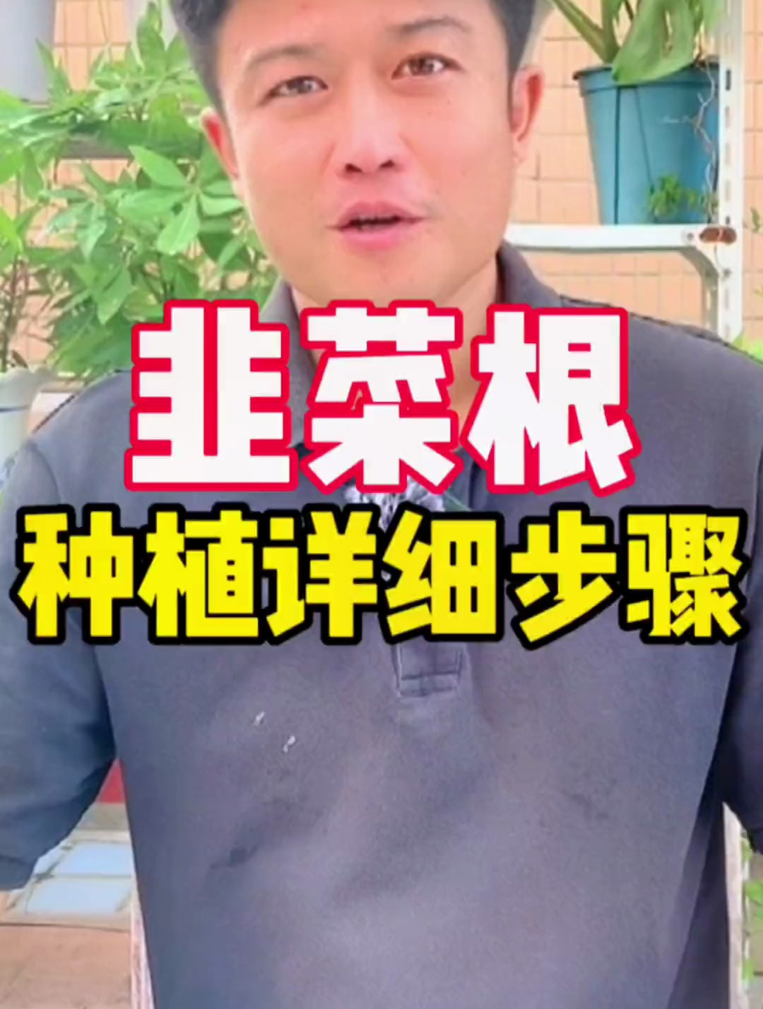 今天手把手教你种植韭菜根,非常详细的种植技巧和方法都分享给你