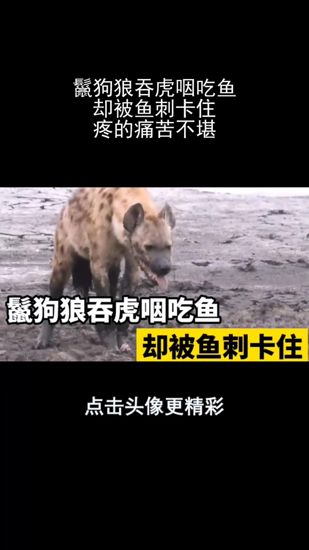 鬣狗狼吞虎咽吃鱼,却被鱼刺卡住,疼的痛苦不堪,令人哭笑不得!