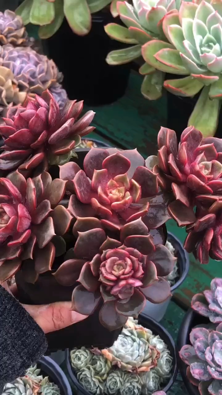 大红袍 多肉老桩 控养多肉植物