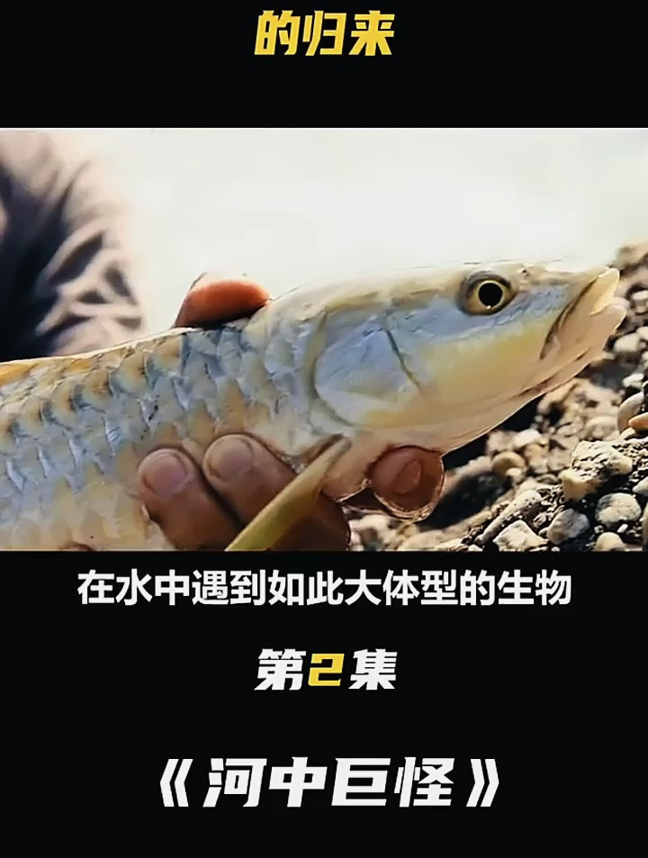 河中巨怪,坦克鸭嘴鲶