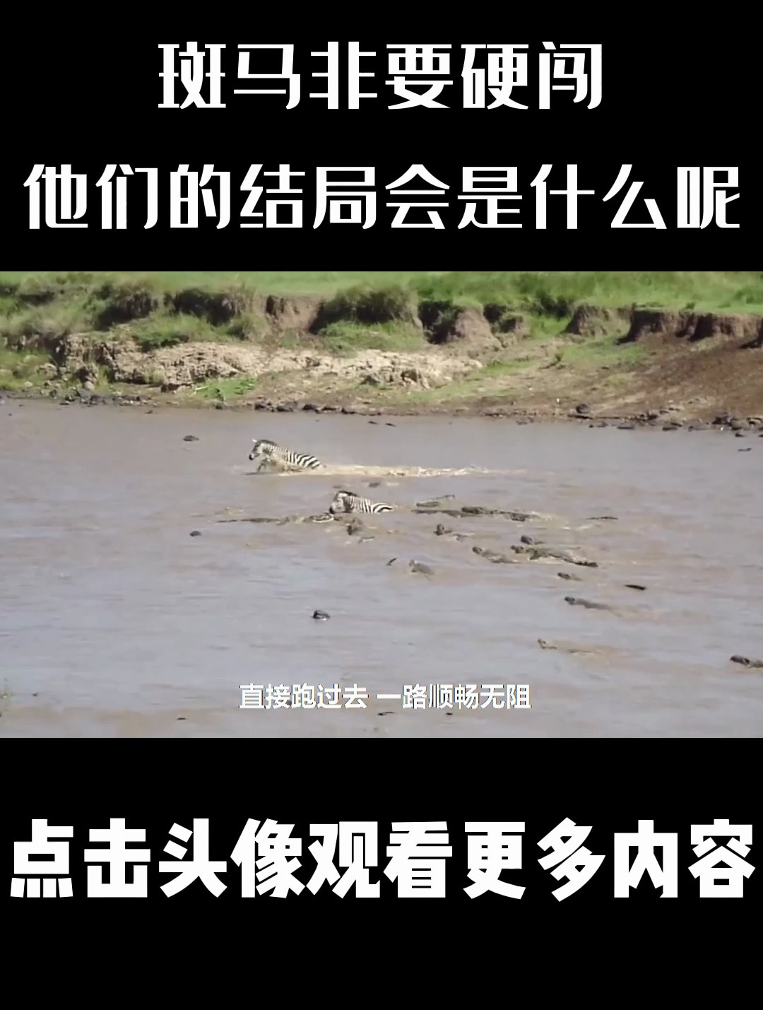 河里密密麻麻全部是鳄鱼,斑马非要硬闯,他们的结局会是什么呢?