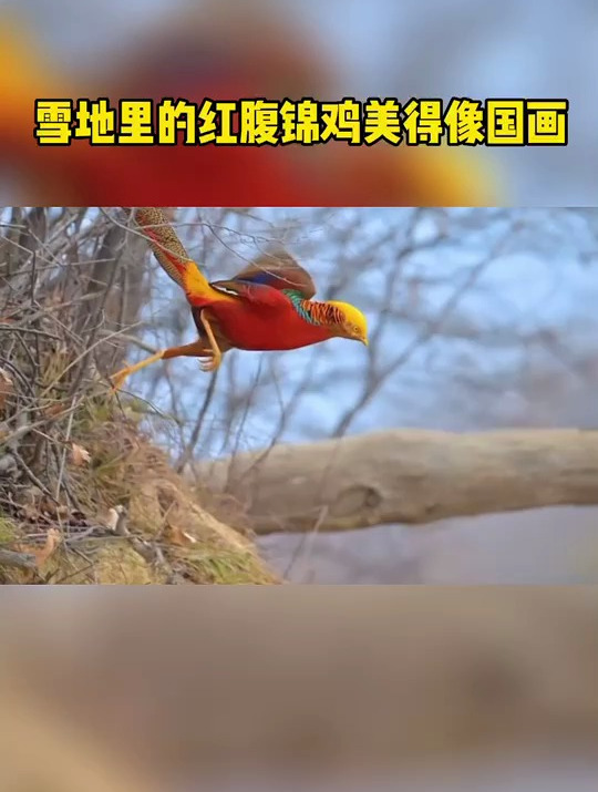 雪地里的红腹锦鸡美得像国画