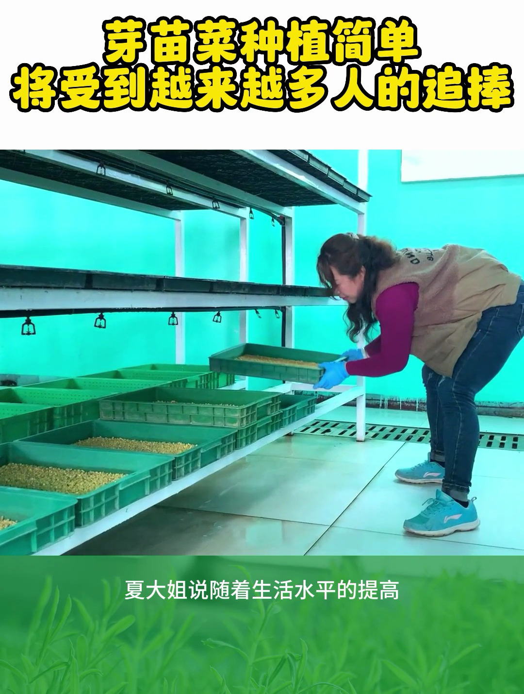 绿色有机的芽苗菜将会受到越来越多人的追捧,种植起来也不难