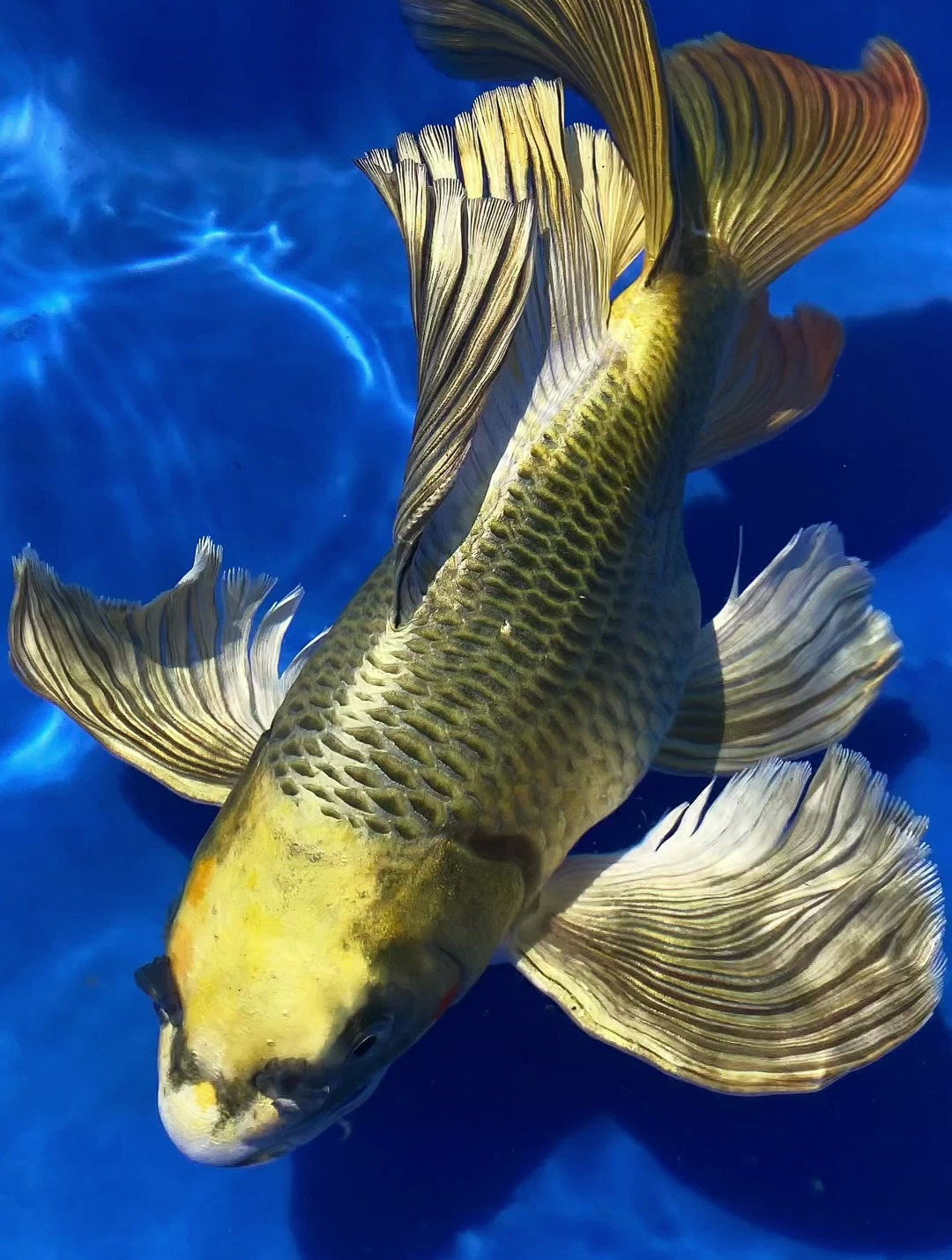 要壁纸来了同时祝大家元旦快乐 年年有大鱼 观赏鱼 元旦快乐