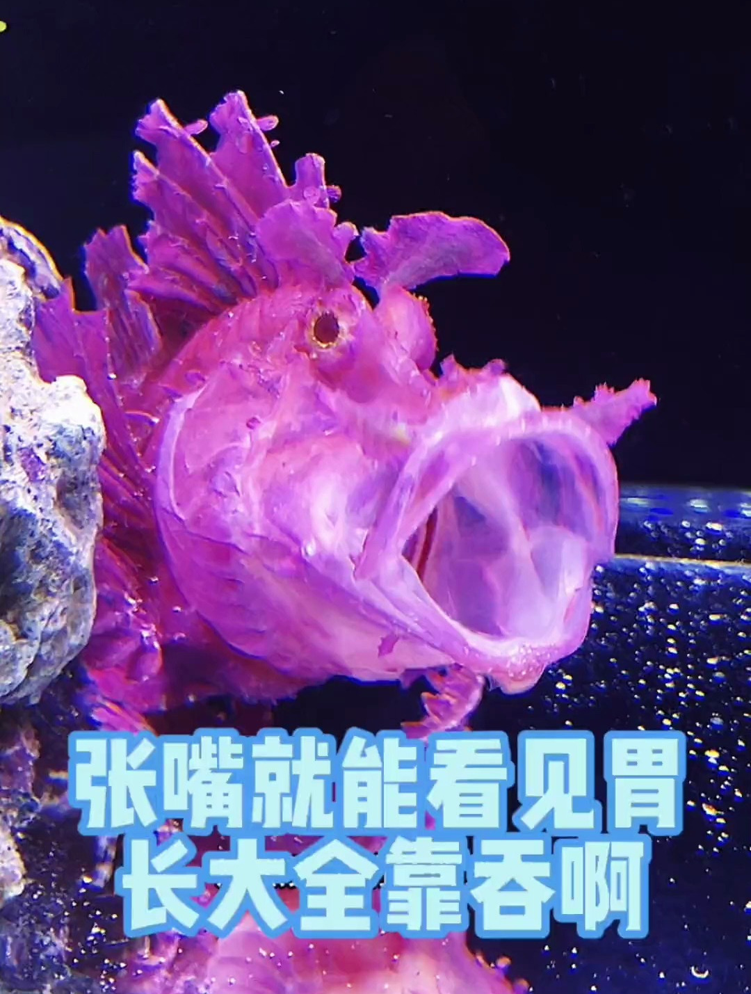 一个像老头的鱼 穿了个粉色外衣 吃东西全靠吞 张嘴就是胃