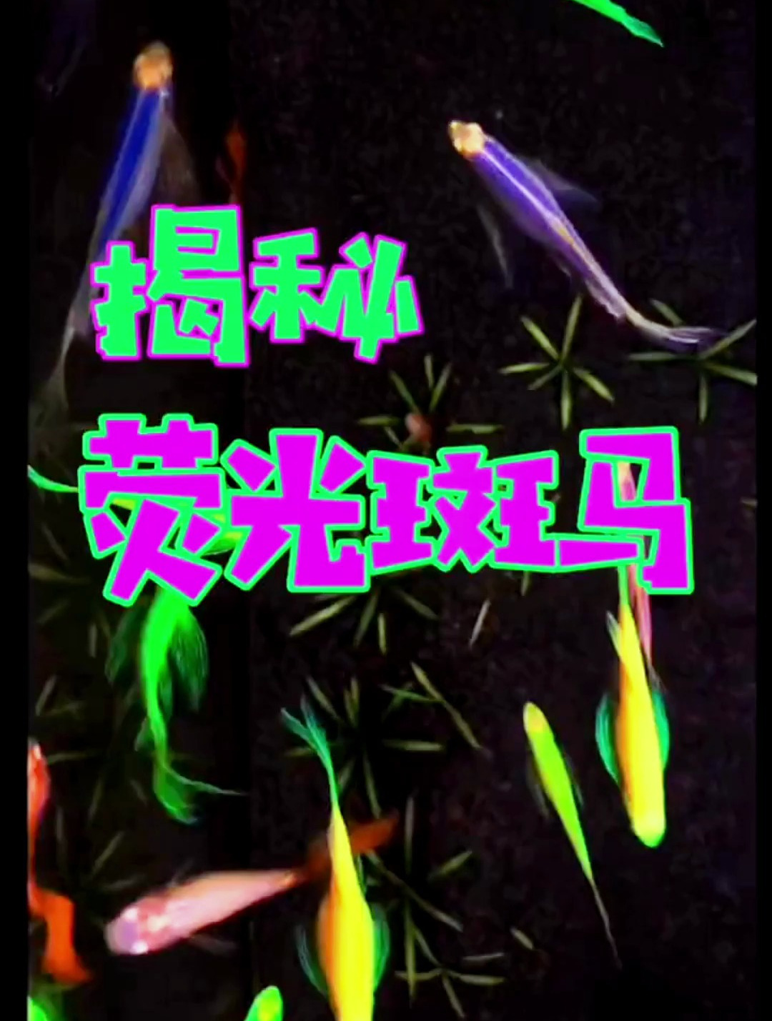 这种“彩虹鱼”你了解过吗?请理性看待!