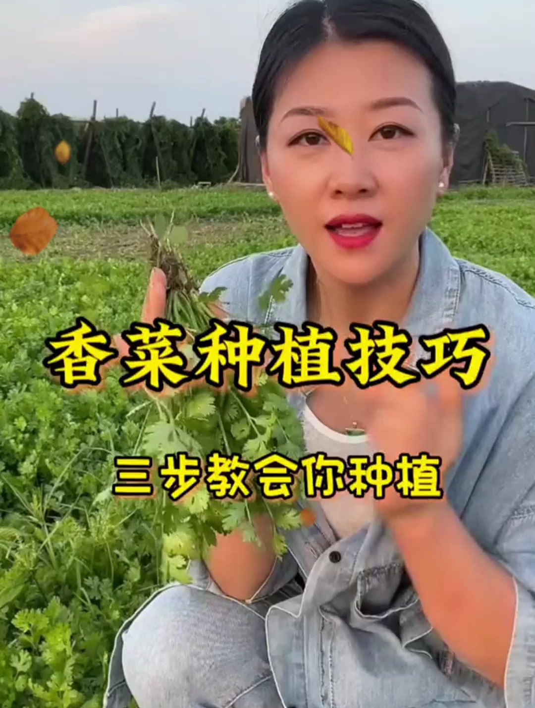 早春种香菜别再撒播了,照这三步做,香菜出芽快,脆嫩香味浓!