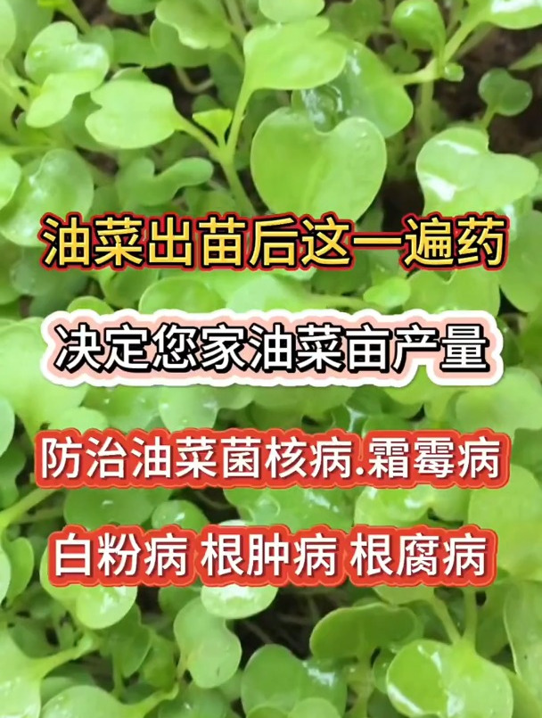 油菜出苗后病害防治专用配方,霜霉病.根肿病.菌核病.根腐病等等