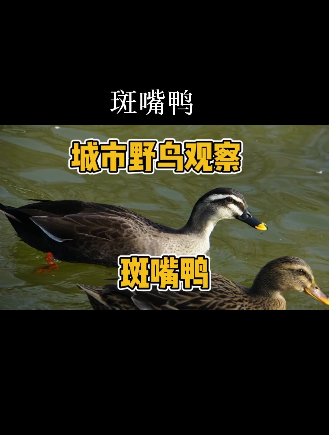 斑嘴鸭 城市里常见的野鸭种类之一 你见过它们吗