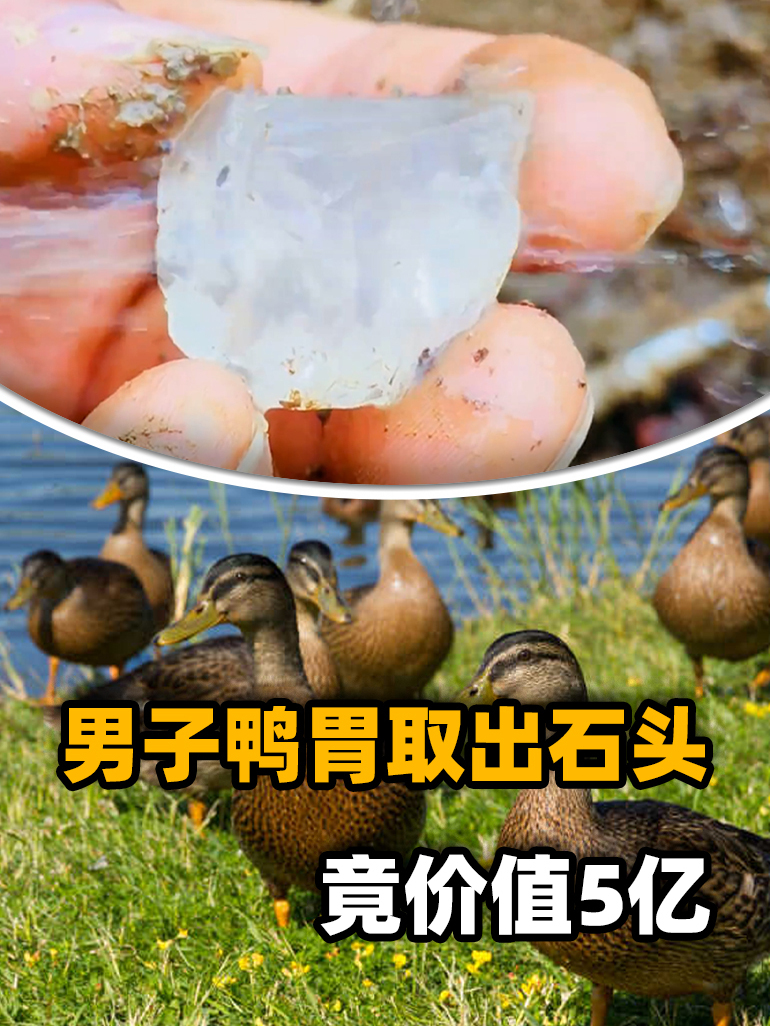 鸭胃能产钻石?湖南村民杀鸭取出钻石,上交国家获6000元奖金!