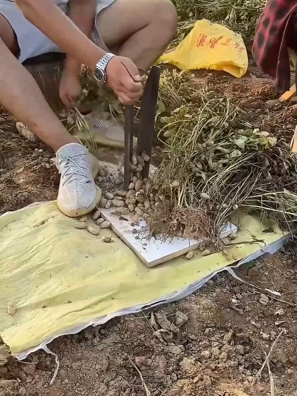 摘花生用上这个神器可省事多了,一甩一拽,轻松采摘不费力,真牛