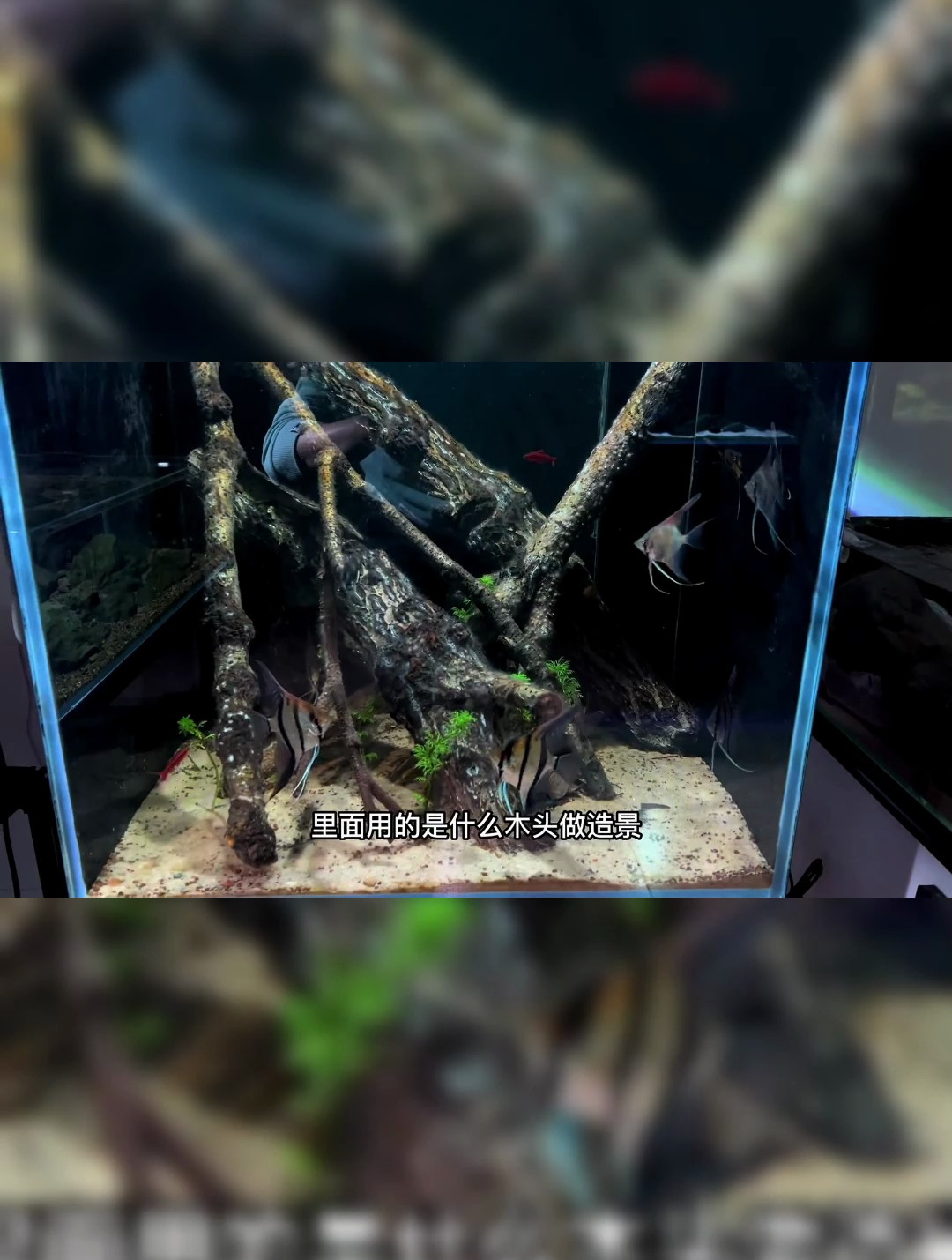 小南美缸 饲养鱼种魔门斯卡