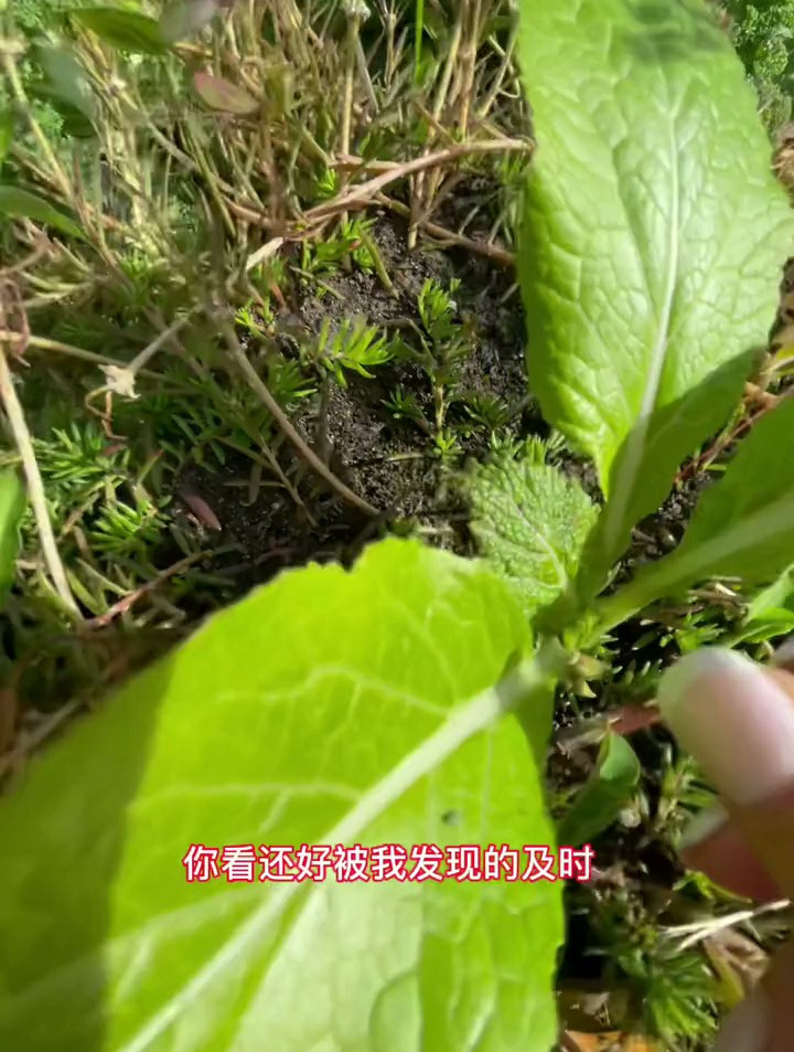 发现一棵野生芥菜,除了蚜虫,没想到两个月后收获了一篮子芥菜