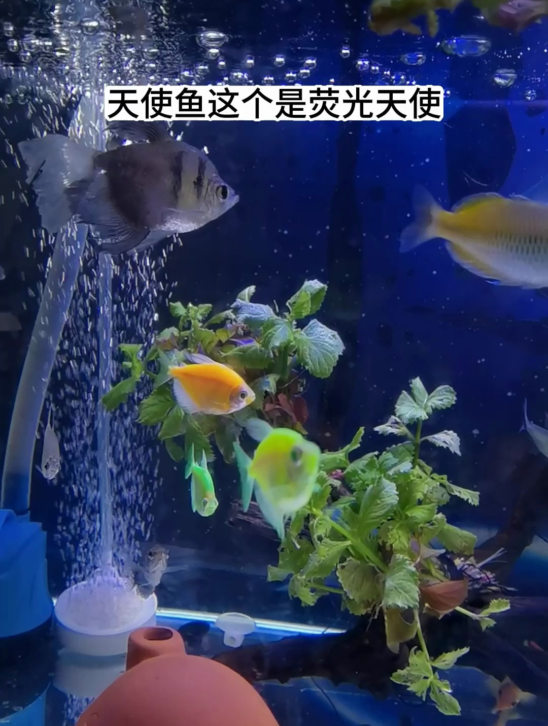 天使鱼水中的颜色精灵,一共有两个色系,每个色系有7种颜色