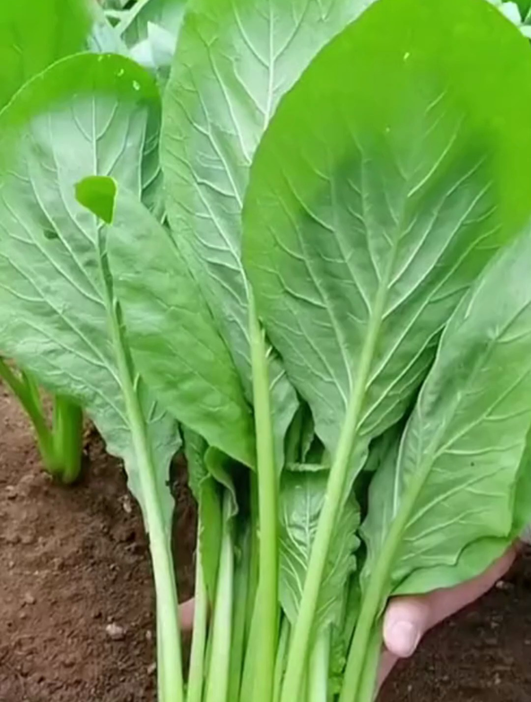 现在正是种植青梗小白菜的时候,3天发芽,20天就可以采收