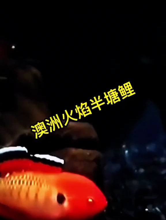 澳洲火焰半塘鲫来了……又没完全来