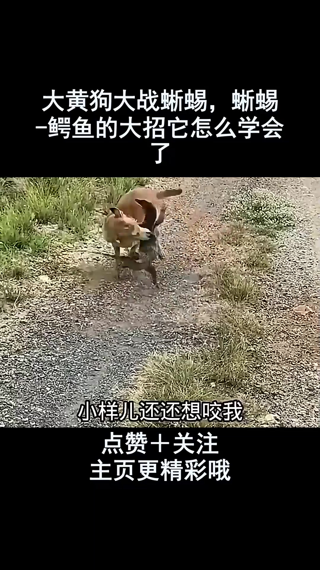 大黄狗大战蜥蜴,蜥蜴 -鳄鱼的大招它怎么学会了